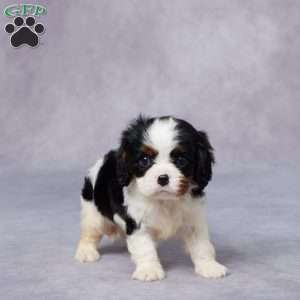Evan, Cavalier King Charles Spaniel Puppy